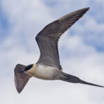 Long-tailed Skua (image by Pete Morris)