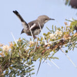 Maasai Apalis (image by Nik Borrow)