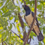 Magpie Starling (image by Pete Morris)