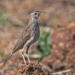 Malindi Pipit (image by Pete Morris)