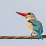 Mangrove Kingfisher (image by Pete Morris)