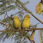Marshall's Iora (image by Hannu Jannes)