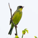 Masked Bunting (image by Dave Farrow)