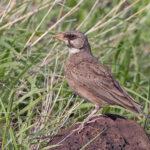 Masked Lark (image by Pete Morris)