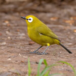 Mbulu White-eye (image by Nik Borrow)
