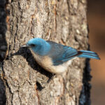Mexican Jay (image by Leo Garrigues)