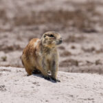 Mexican Prairie Dog (image by Charles Davies)