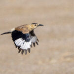 Mongolian (or Henderson's) Ground Jay (image by Mark Beaman)