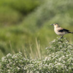 Mongolian (or Henderson's) Ground Jay (image by Mark Beaman)