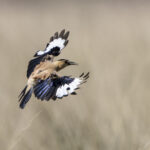 Mongolian (or Henderson's) Ground Jay (image by Mark Beaman)