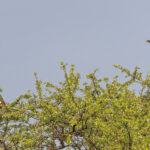 Monteiro's Hornbills (image by Pete Morris)