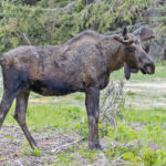 Moose (image by Pete Morris)