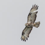 Mountain Buzzard (image by Pete Morris)