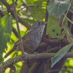 Mountain Illadopsis (image by Pete Morris)