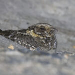 Mountain Nightjar (image by Janos Olah)