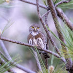 Mountain Pygmy Owl (image by Leo Garrigues)
