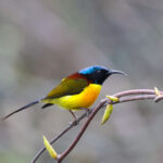 Green-tailed Sunbird (image by Hannu Jännes)