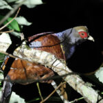 Mrs Hume's Pheasant (image by Hannu Jännes)