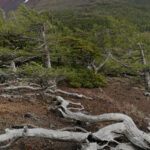Mt Fuji (image by Dave Farrow)