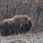 Muskox (image by Pete Morris)