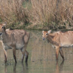 Nilgai (image by Hannu Jannes)