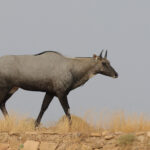 Nilgai (image by Hannu Jannes)