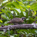 Northern Bobwhite (image by Leo Garrigues)