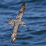 Northern Fulmar (image by Pete Morris)