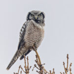 Northern Hawk Owl (image by Pete Morris)