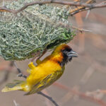 Northern Masked Weaver (image by Pete Morris)