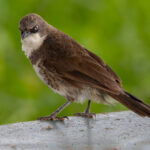 Northern Pied Babbler (image by Nik Borrow)