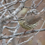 Northern Waterthrush (image by Pete Morris)