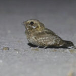 Nubian Nightjar (image by Janos Olah)