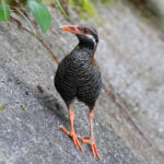 Okinawa Rail (image by Mike Buckland)