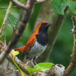 Okinawa Robin (image by Dave Farrow)