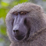 Olive Baboon (image by Pete Morris)