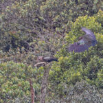 Olive Ibis (image by Pete Morris)