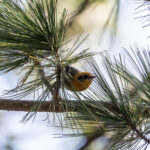 Olive Warbler (image by Leo Garrigues)