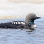 Pacific Diver (image by Pete Morris)