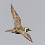 Pacific Golden Plover (image by Pete Morris)