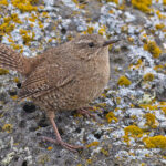 Pacific Wren (image by Pete Morris)