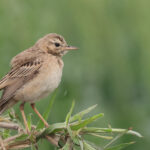 Paddyfield Pipit (image by Hannu Jannes)
