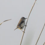 Paddyfield Warbler (image by Mark Beaman)