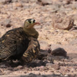 Painted Sandgrouse (image by Hannu Jannes)