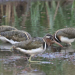 Painted Snipe (image by Hannu Jannes)