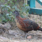 Painted Spurfowl (image by Hannu Jannes)
