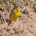 Pangani Longclaw (image by Nik Borrow)