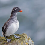 Parakeet Auklet (image by Pete Morris)