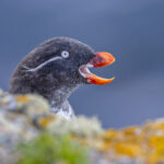 Parakeet Auklet (image by Pete Morris)