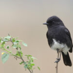 Pied Bushchat (image by Hannu Jannes)